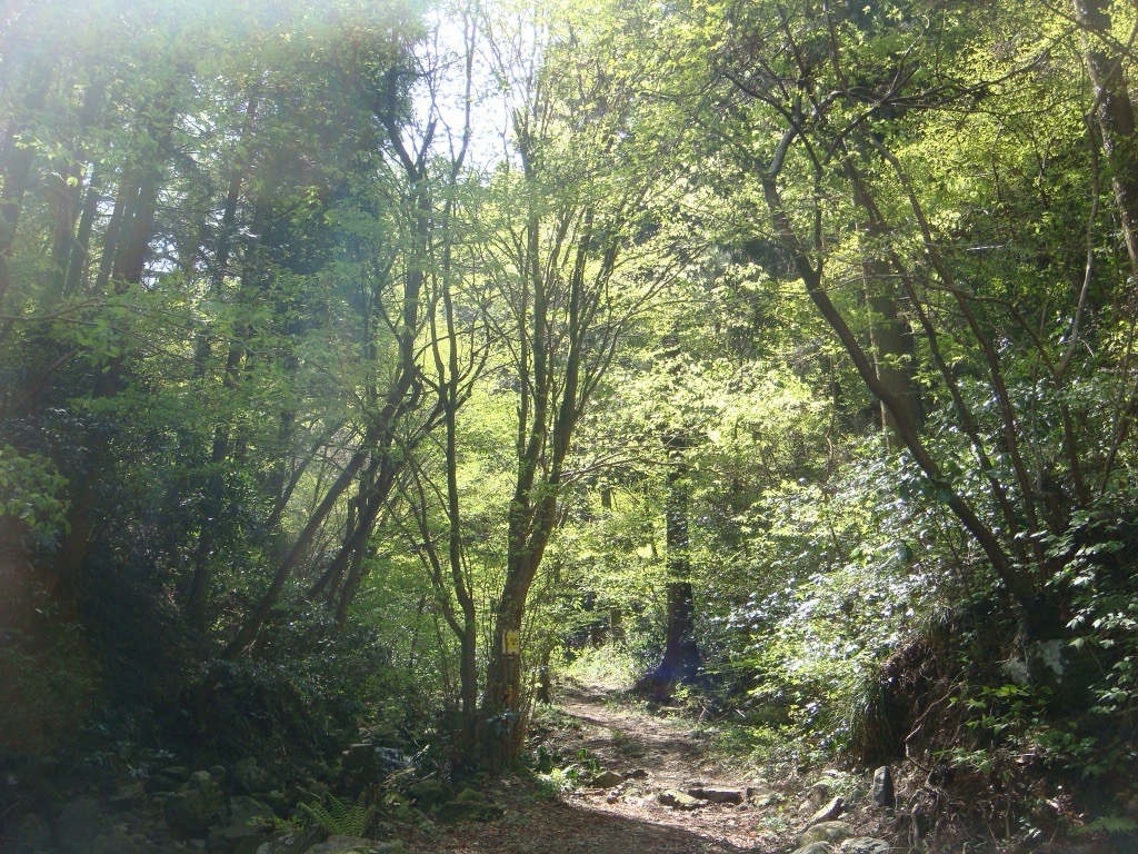 Image 10 3 高尾の森の風景
