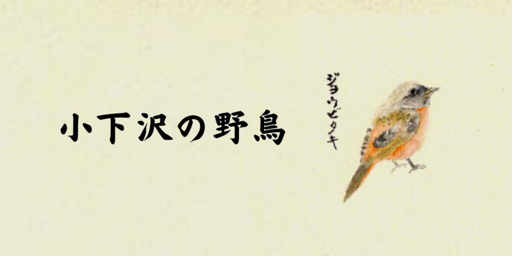 kogesawa birds thumb