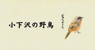 kogesawa birds thumb