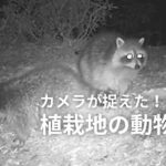 takao animials thumb