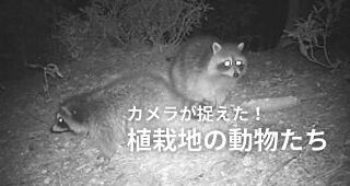 takao animials thumb