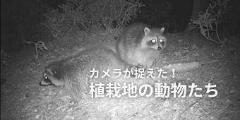 takao animials thumb