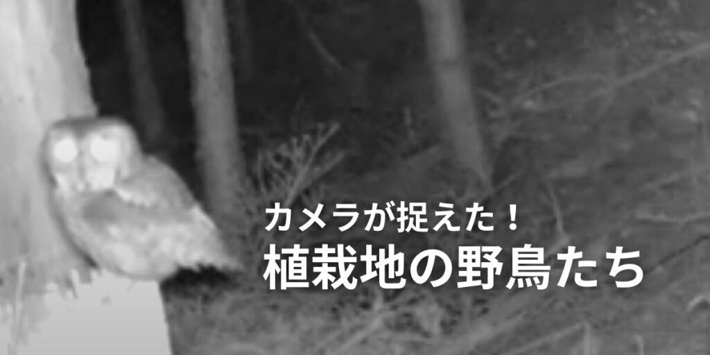 takao birds thumb v2 takao birds thumb v2