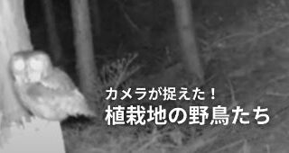 takao birds thumb v2